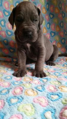 Camaro Von Blue Ground