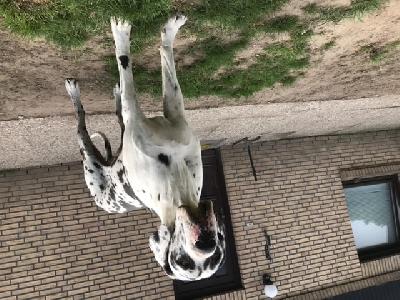 Ch Jasko von den Borkener Türmen