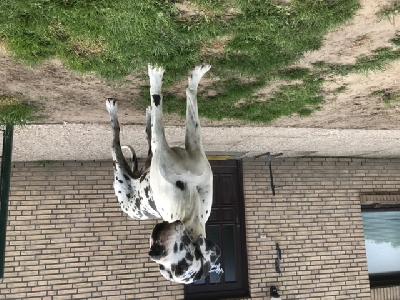 Ch Jasko von den Borkener Türmen