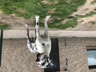 Ch Jasko von den Borkener Türmen