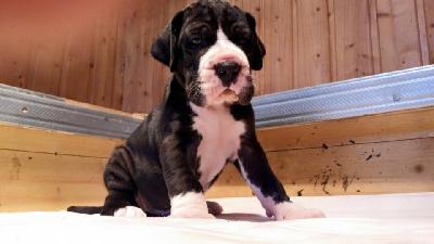 Abella Pippa Von Schlesien