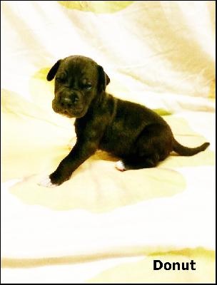 Donut Von Blue Ground