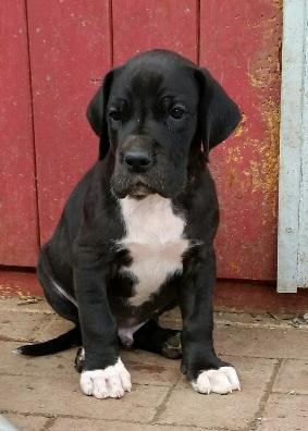 Donut Von Blue Ground