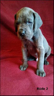 Egoist Von Blue Ground