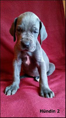 Elenor Von Blue Ground