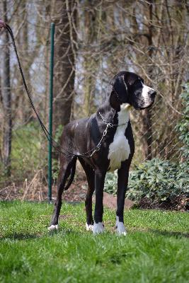 Kalypso von der Ochtruper Nachtigall