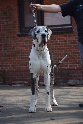 Gabriel von der Ochtruper Nachtigall