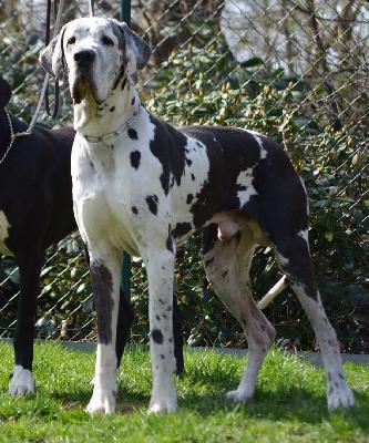Gabriel von der Ochtruper Nachtigall