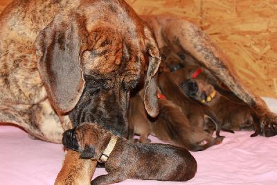 Bento vom Hause Rawert