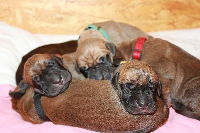 Boris vom Hause Rawert