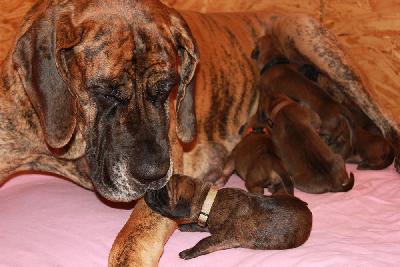 Bob vom Hause Rawert