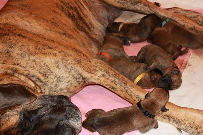 Brix vom Hause Rawert