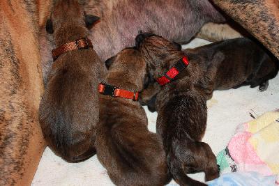 Beautiful Pipa vom Hause Rawert