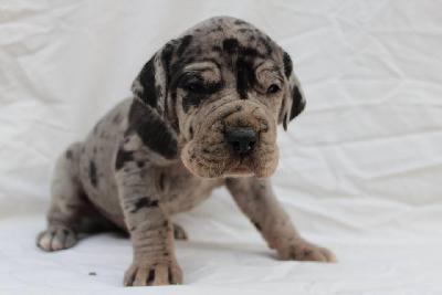 Bastian Von Schlesien