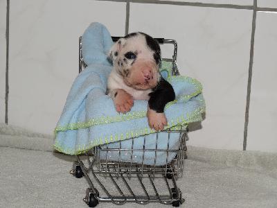 CATURIX TITUS of Sweet Giants