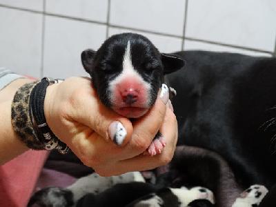 CAREY of Sweet Giants