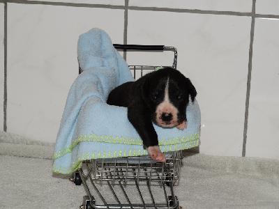 CAREY of Sweet Giants