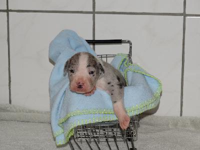 CHILL of Sweet Giants