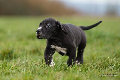 Davidoff vom Druidenhain