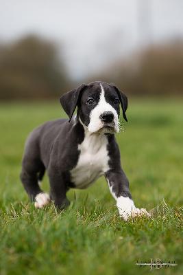 Dynamite vom Druidenhain