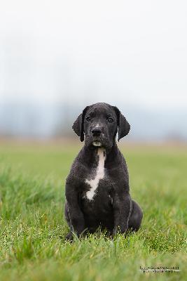 Devil vom Druidenhain