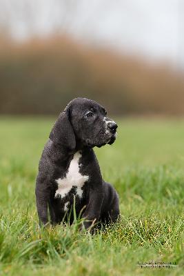 Diablo vom Druidenhain