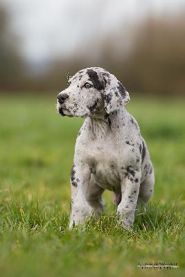 Dracula vom Druidenhain