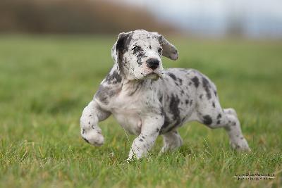 Drago vom Druidenhain