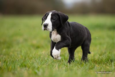 Domina vom Druidenhain