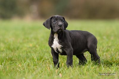 Diamond vom Druidenhain