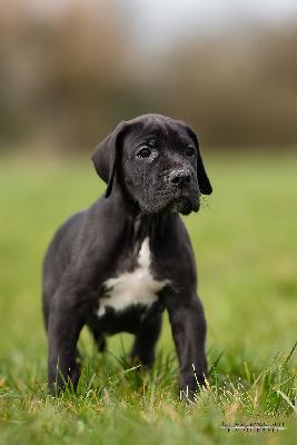 Daphne vom Druidenhain