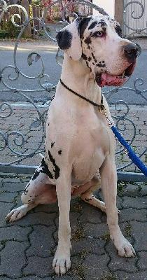 Diva vom Druidenhain