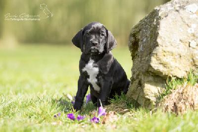 Queen Elisabeth von der Wolfsh�hle