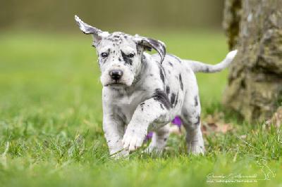 Quietschi von der Wolfsh�hle