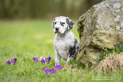 Quietschi von der Wolfshhle