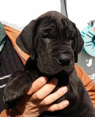 Assessor Vom Hause Wagner