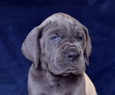 Abgeordneter Vom Hause Wagner