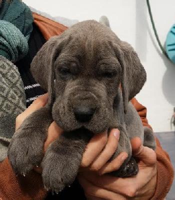 Animateur Vom Hause Wagner