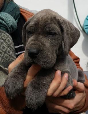 Anmutige Vom Hause Wagner