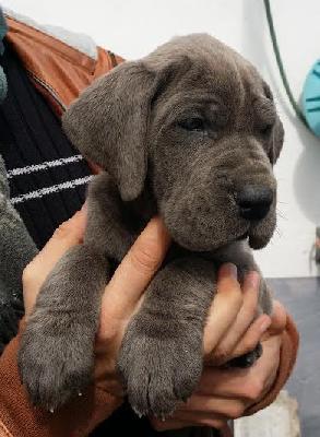 Angebetete-Luna Vom Hause Wagner