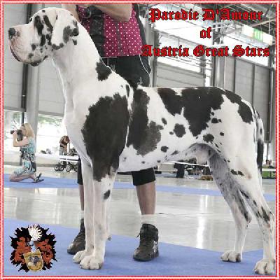 Ch Parodie d�Amour of Austria Great Stars