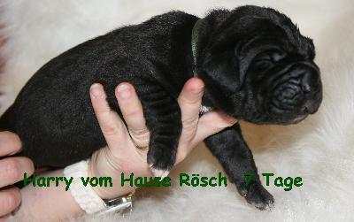Harry vom Hause R�sch