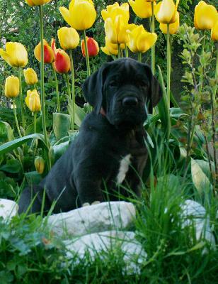 Harry vom Hause R�sch