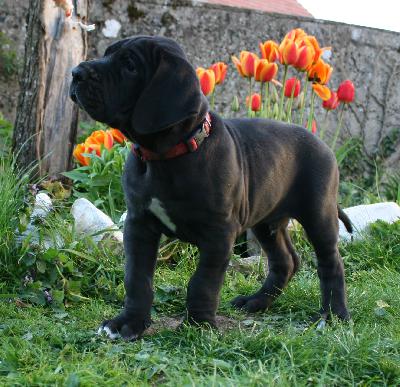 Harry vom Hause R�sch