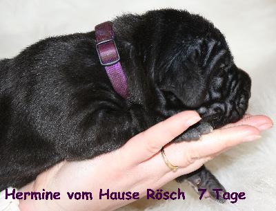 Hermine vom Hause Rsch