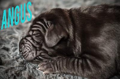 Angus von Friedreich den Gro�en