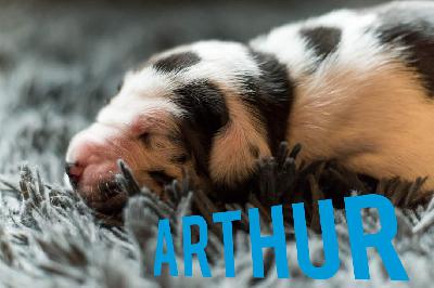 Apollo von Friedreich den Groen