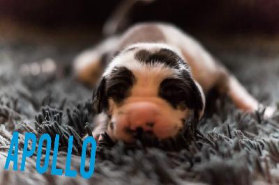 Ar�s von Friedreich den Gro�en