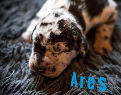 Arthur von Friedreich den Groen