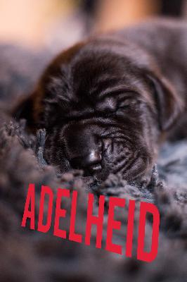 Adelheid von Friedreich den Gro�en